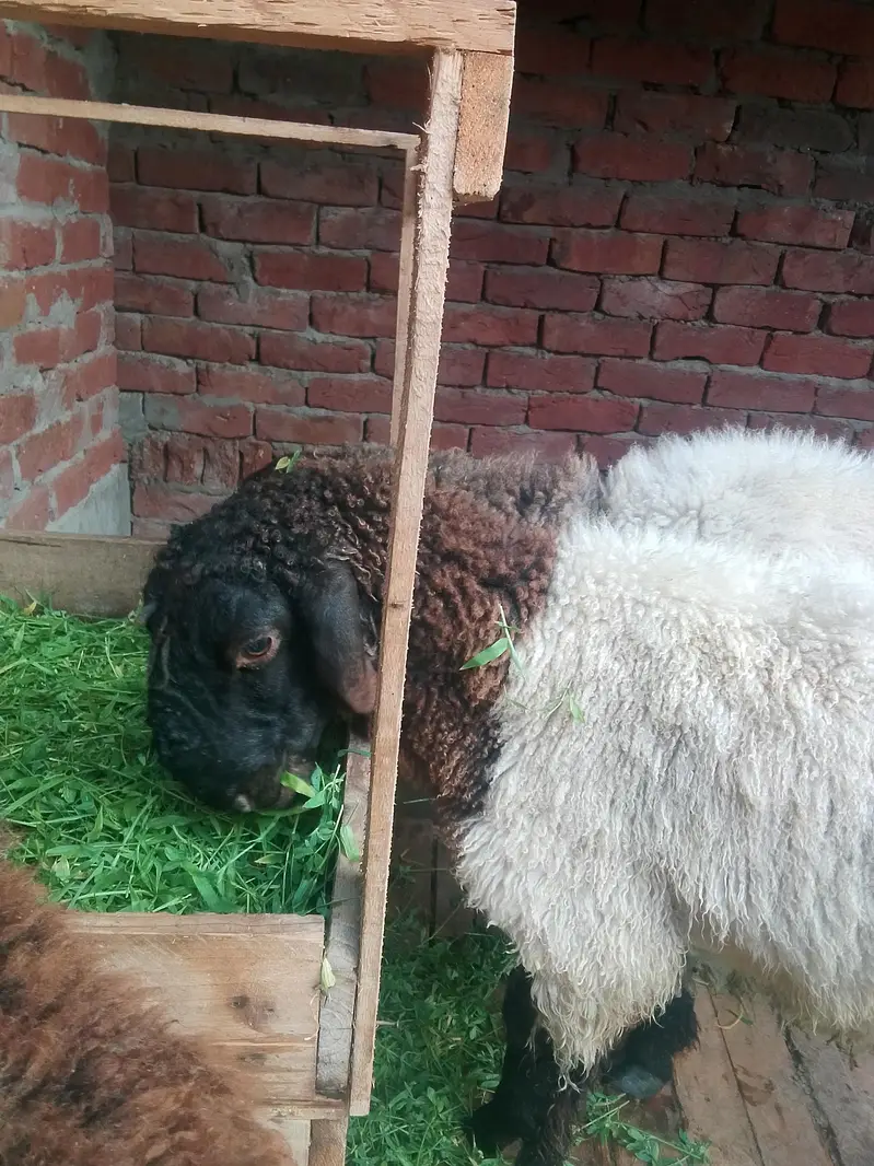 Mashallha health and Active chatra for sale 03295534870 — photo 2