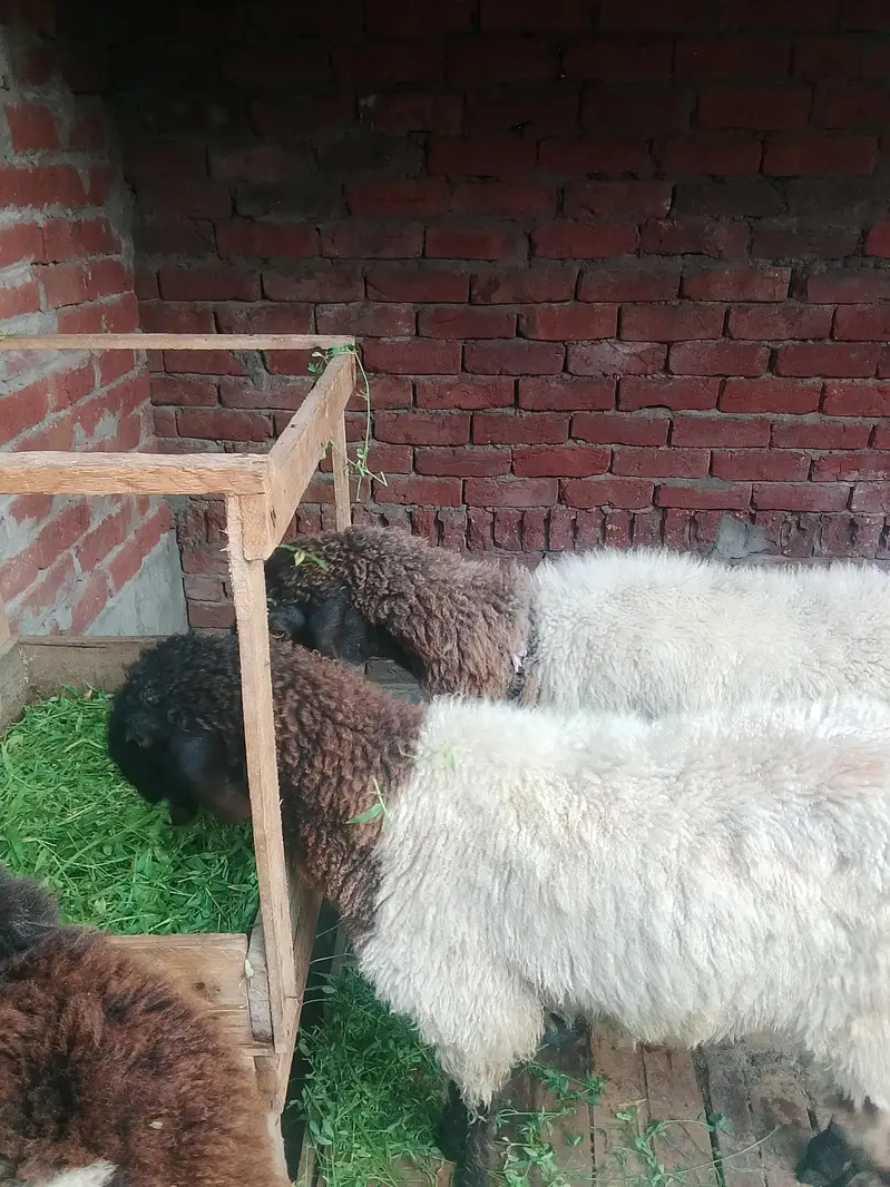 Mashallha health and Active chatra for sale 03295534870 — photo 5