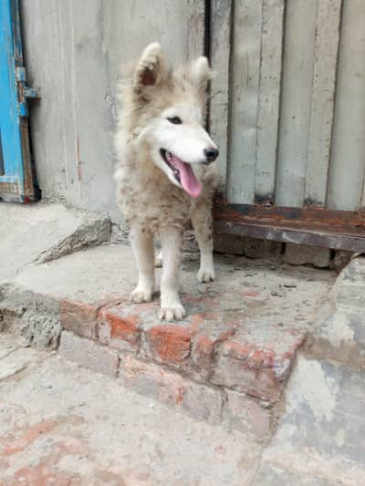 Siberian husky puppies female