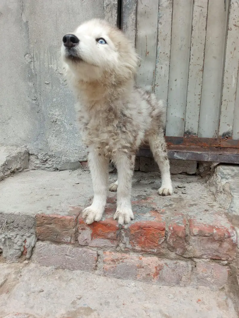 Siberian husky puppies female — photo 3