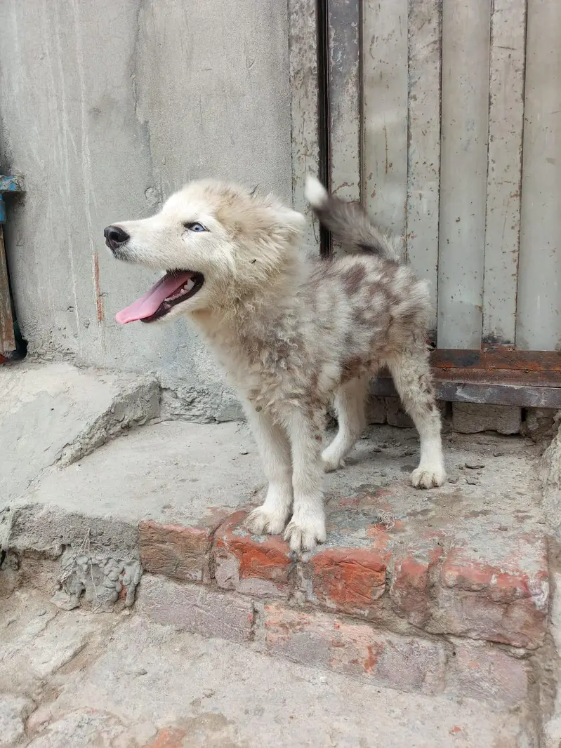 Siberian husky puppies female — photo 4