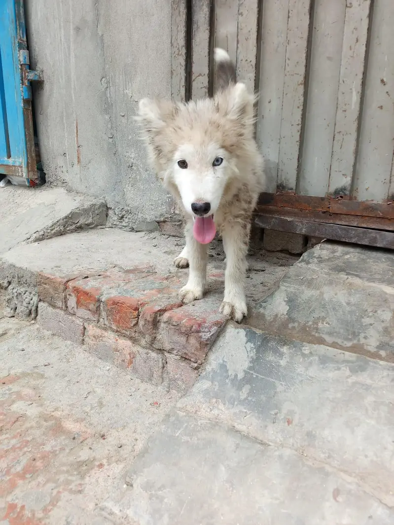 Siberian husky puppies female — photo 5