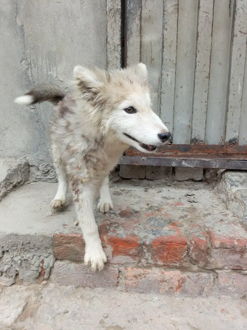 Siberian husky puppies female — photo 6