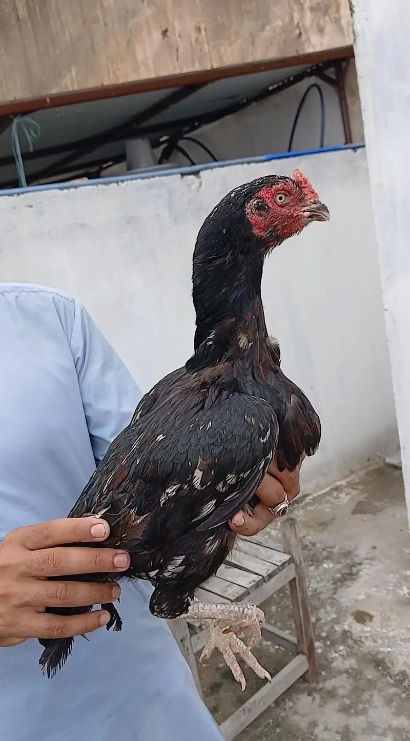 kruk aseel lasani — photo 2