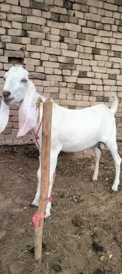 Rajan puri breeder bakra location Bhakkar