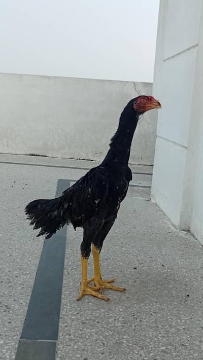 Shamo Male | Lakha Shamo For Sale | Shamo Patha