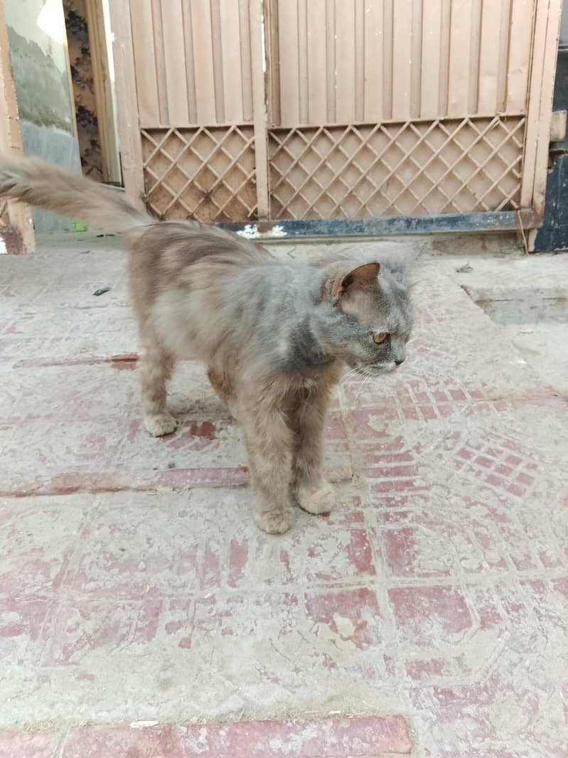 for sell 2
