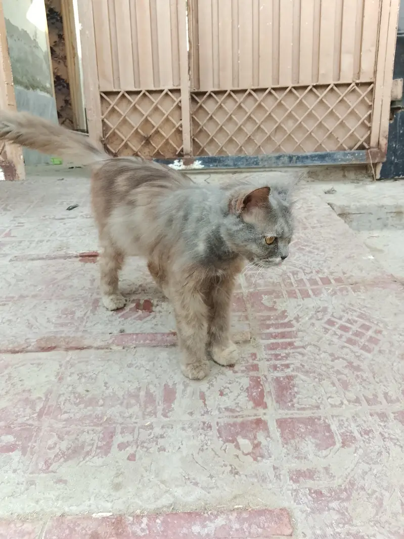 for sell — photo 3