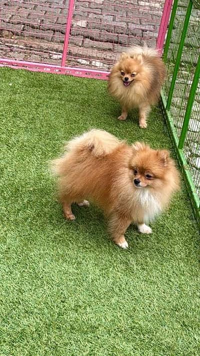 Pomeranian Male Puppy