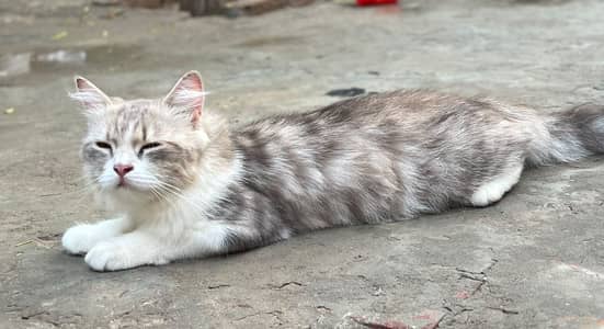persian cat