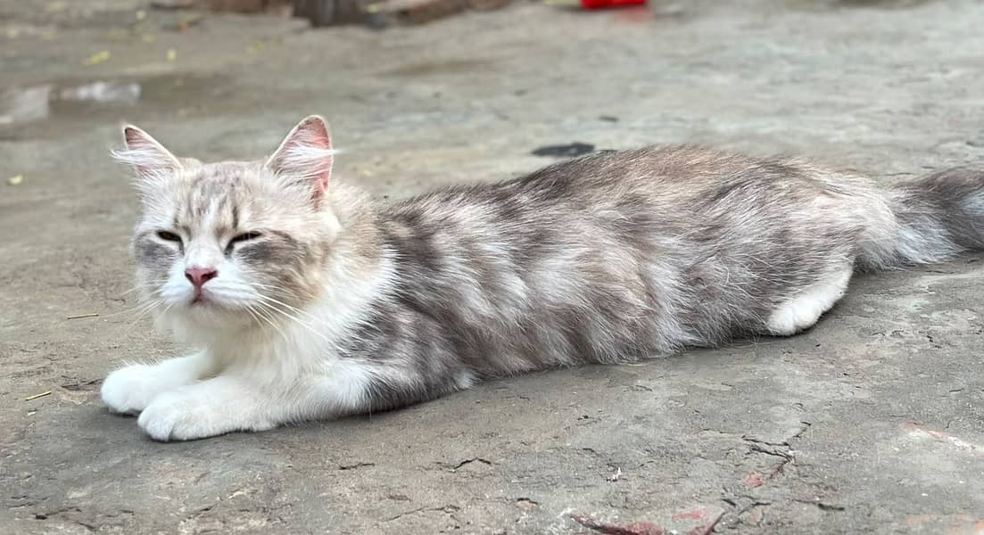 persian cat 0