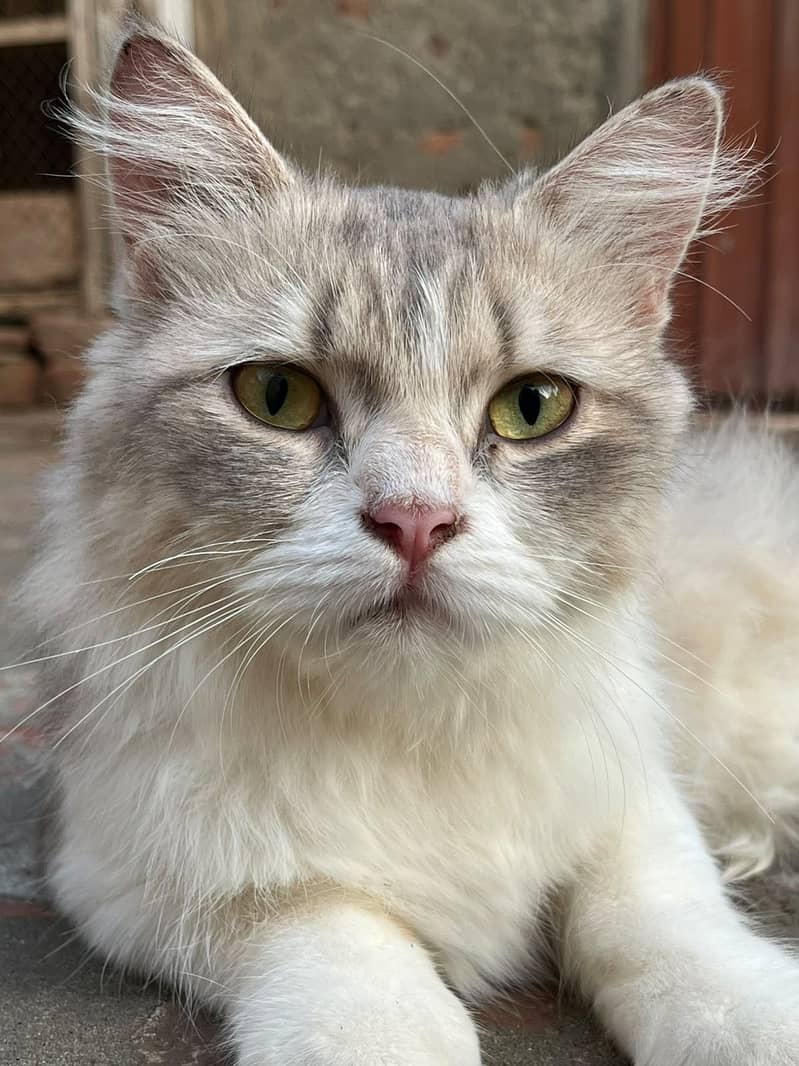 persian cat 1
