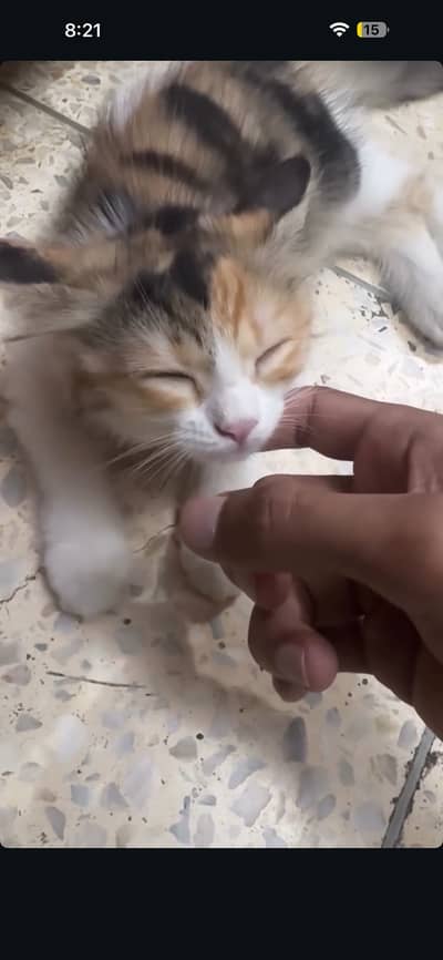 Pair of cute kittens (Persian + cross)