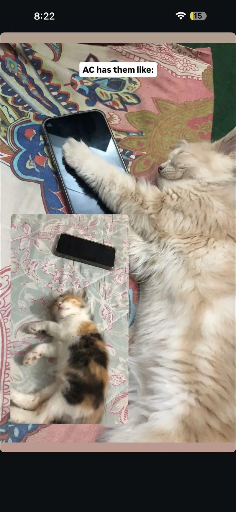Pair of cute kittens (Persian + cross) — photo 2