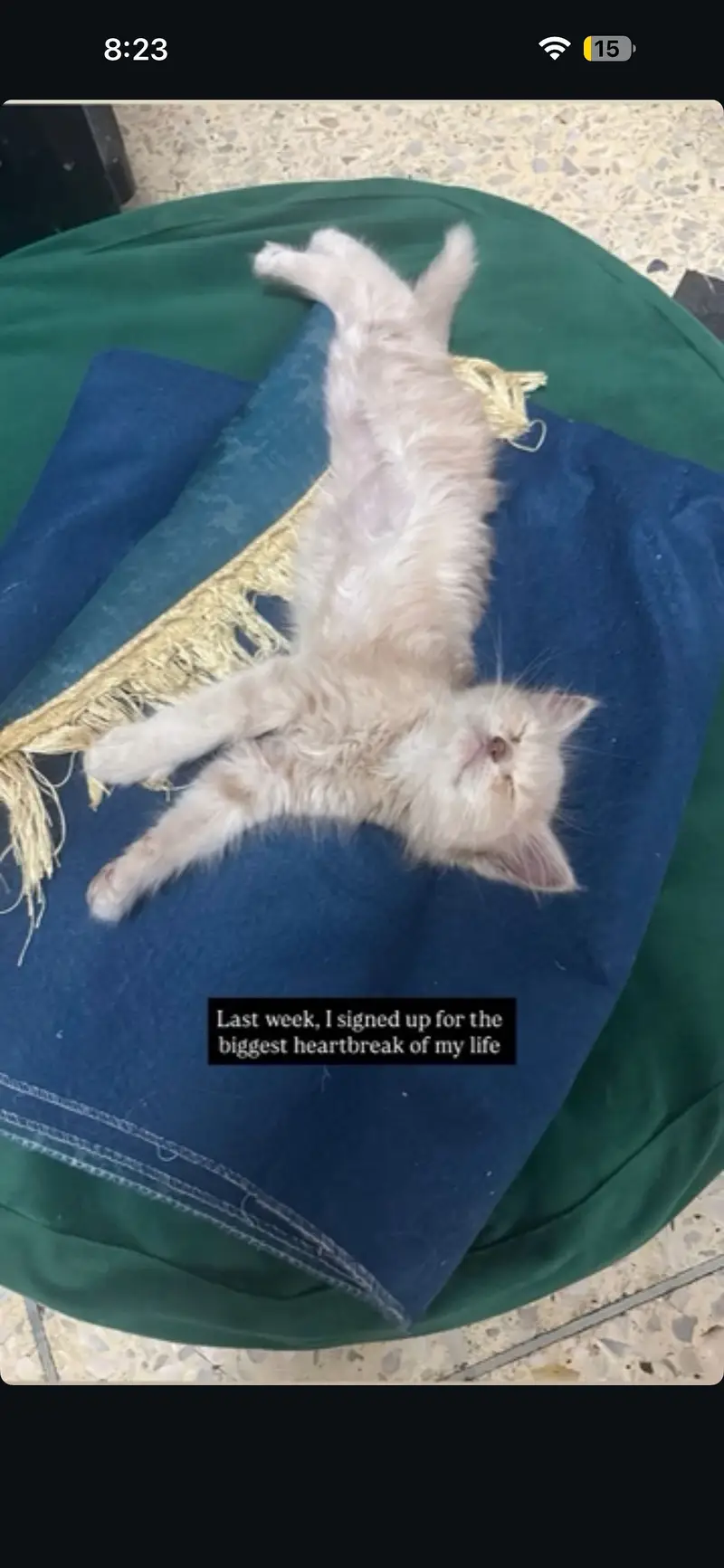 Pair of cute kittens (Persian + cross) — photo 3