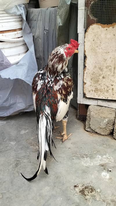 Top Quality Aseel cheena Morga for sale Whatsapp no 03413232265