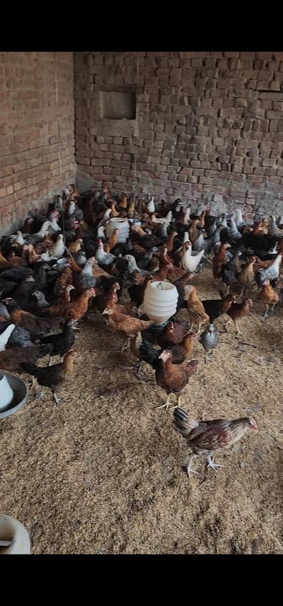 Strong & Healthy Desi Hens Ready for Booking