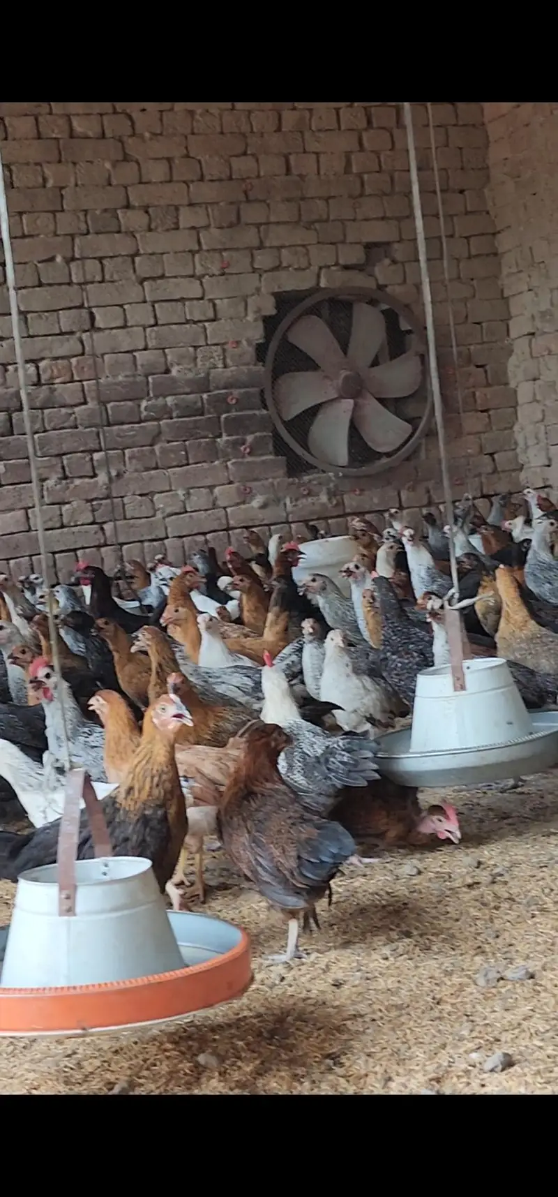 Strong & Healthy Desi Hens Ready for Booking — photo 2