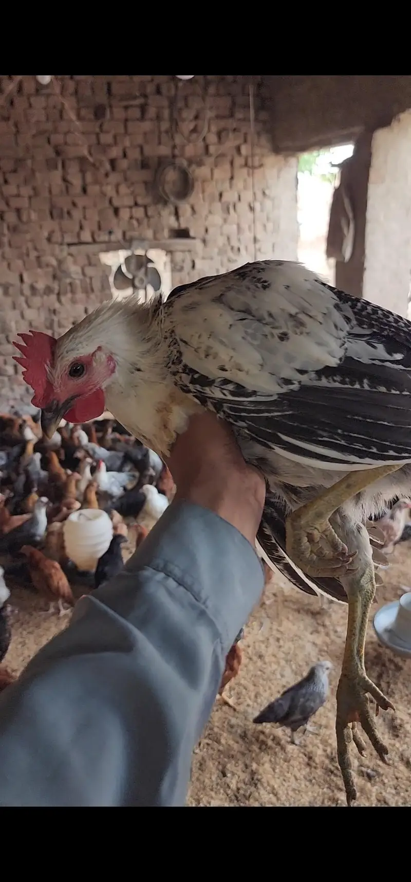 Strong & Healthy Desi Hens Ready for Booking — photo 3