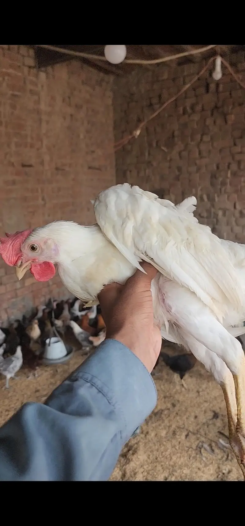 Strong & Healthy Desi Hens Ready for Booking — photo 4