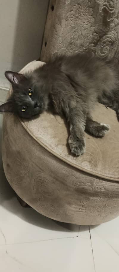 grey Persian cat