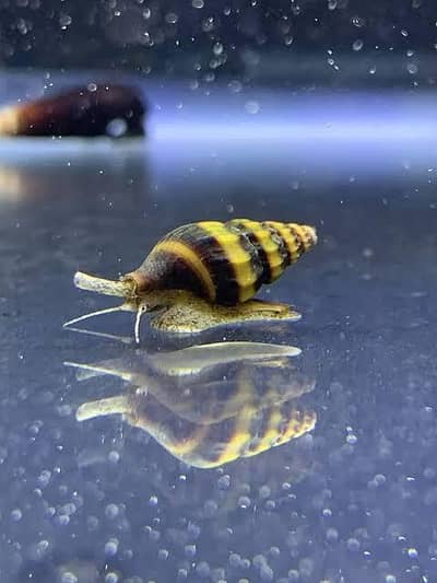 Royal peacock bass, Assasin Snail, Nerite snail, longfin Albino bichir