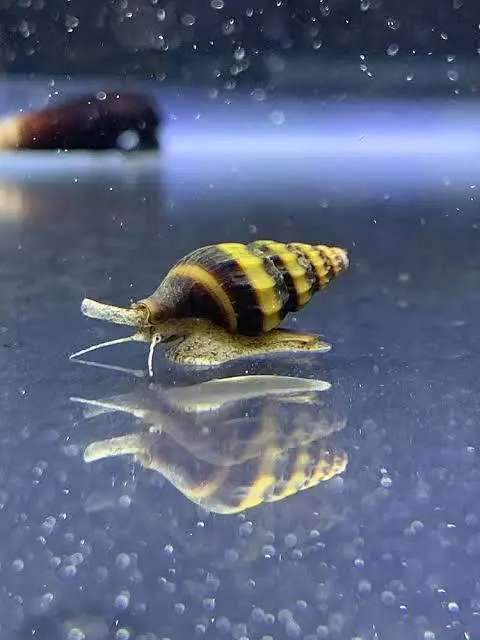 Royal peacock bass, Assasin Snail, Nerite snail, longfin Albino bichir