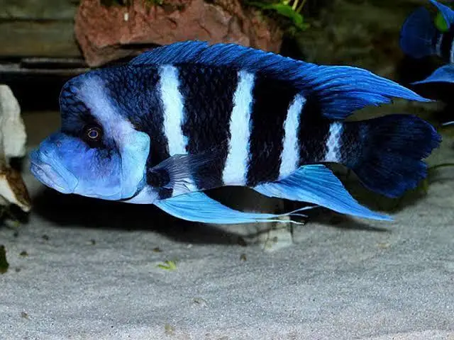 Royal peacock bass, Assasin Snail, Nerite snail, longfin Albino bichir — photo 3