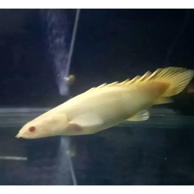 Royal peacock bass, Assasin Snail, Nerite snail, longfin Albino bichir — photo 6
