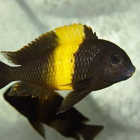 Royal peacock bass, Assasin Snail, Nerite snail, longfin Albino bichir — photo 7