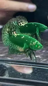 Royal peacock bass, Assasin Snail, Nerite snail, longfin Albino bichir — photo 8