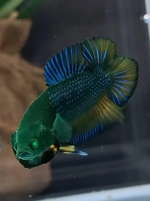 Royal peacock bass, Assasin Snail, Nerite snail, longfin Albino bichir — photo 9