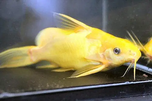 Royal peacock bass, Assasin Snail, Nerite snail, longfin Albino bichir — photo 11