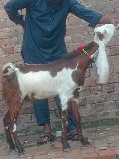 dasi bakra 2027 ki qurbani ka Liye