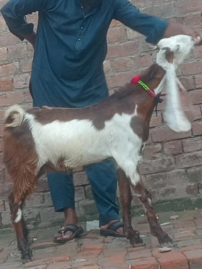 dasi bakra 2027 ki qurbani ka Liye — photo 2