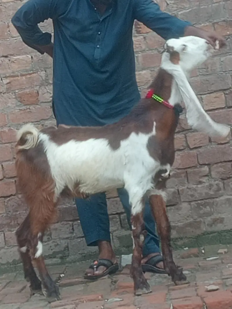 dasi bakra 2027 ki qurbani ka Liye — photo 3