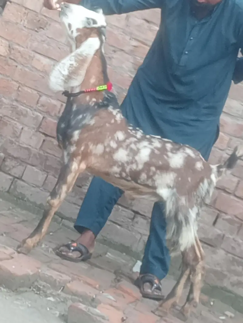 dasi bakra 2027 ki qurbani ka Liye — photo 5