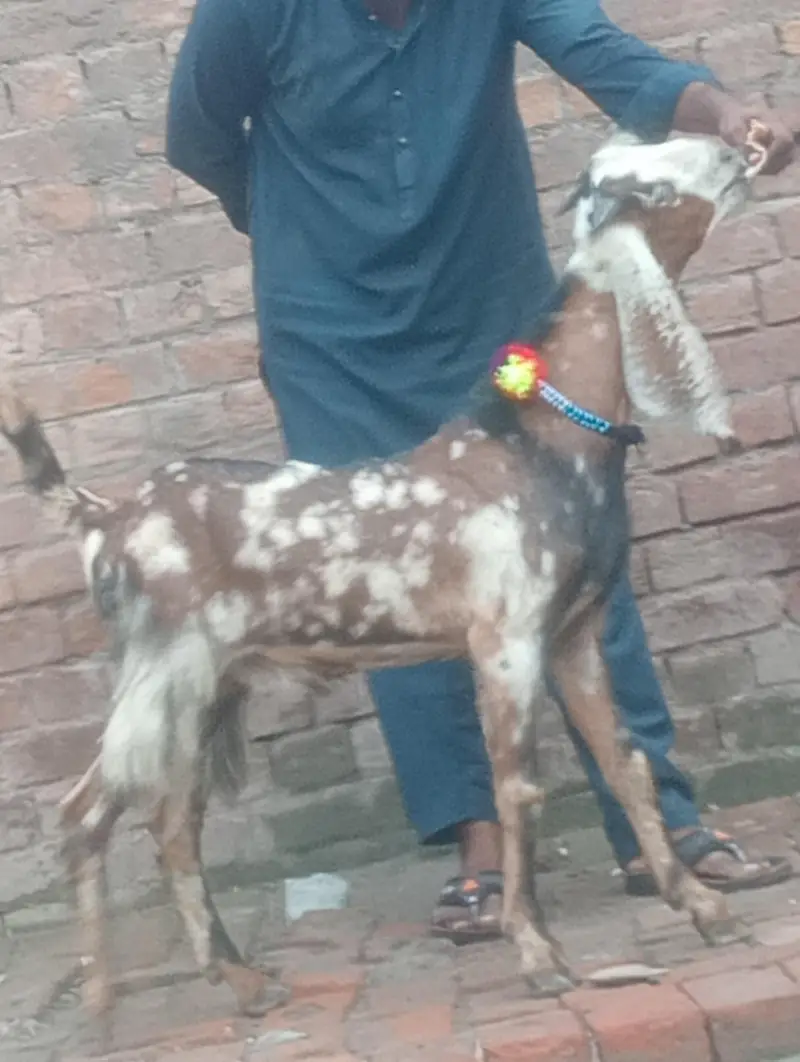 dasi bakra 2027 ki qurbani ka Liye — photo 6