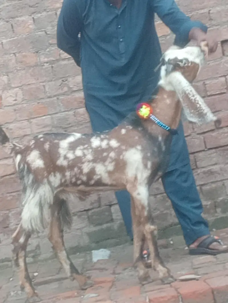 dasi bakra 2027 ki qurbani ka Liye — photo 7