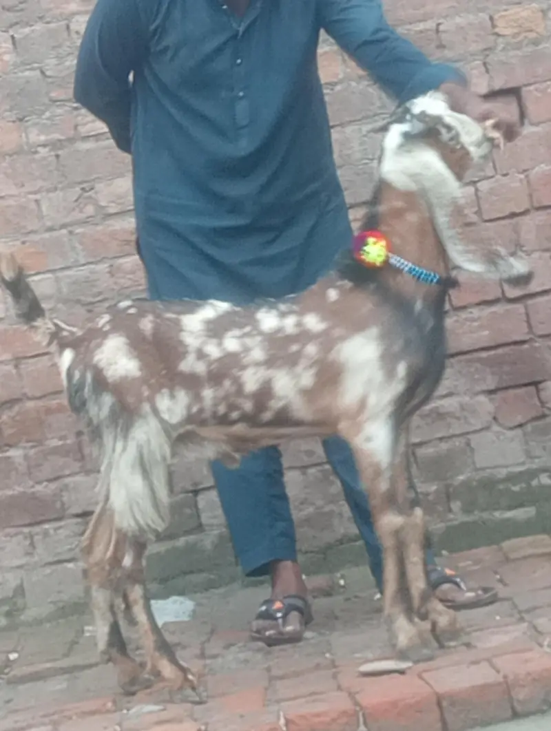 dasi bakra 2027 ki qurbani ka Liye — photo 8