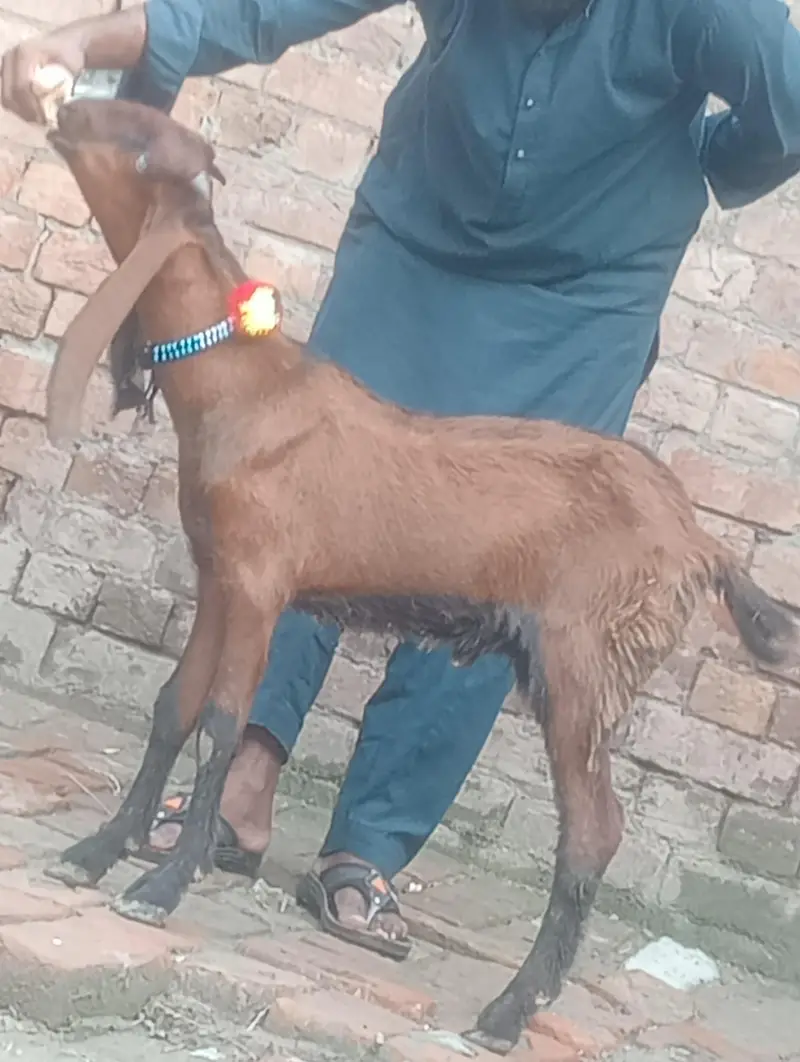 dasi bakra 2027 ki qurbani ka Liye — photo 9