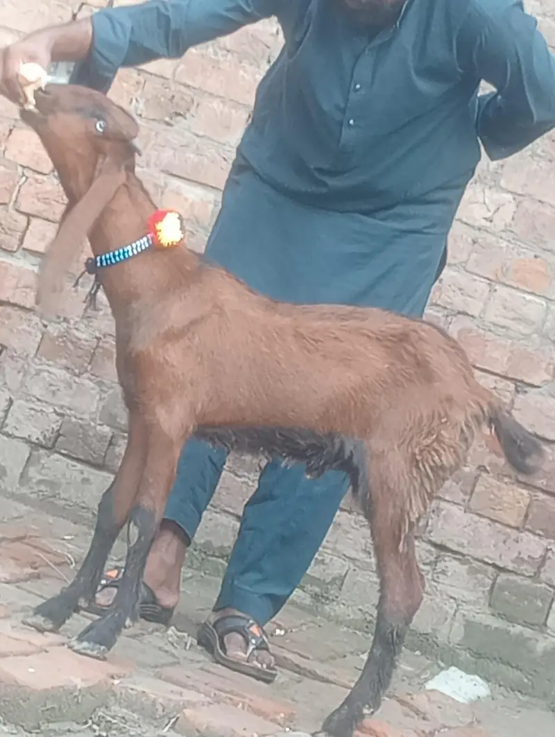 dasi bakra 2027 ki qurbani ka Liye — photo 10