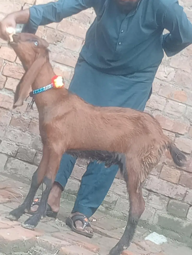 dasi bakra 2027 ki qurbani ka Liye — photo 11