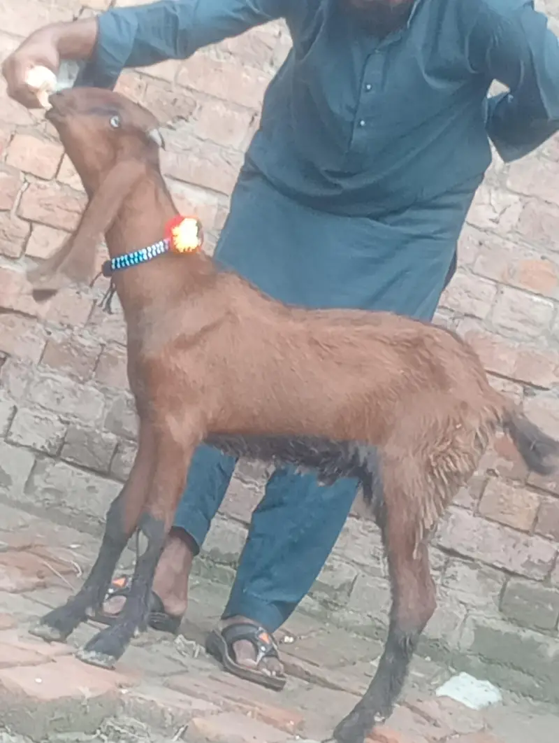 dasi bakra 2027 ki qurbani ka Liye — photo 12