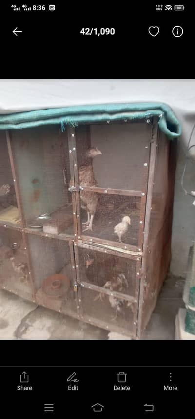 Bird cage. . Animal pinjra only without Hens
