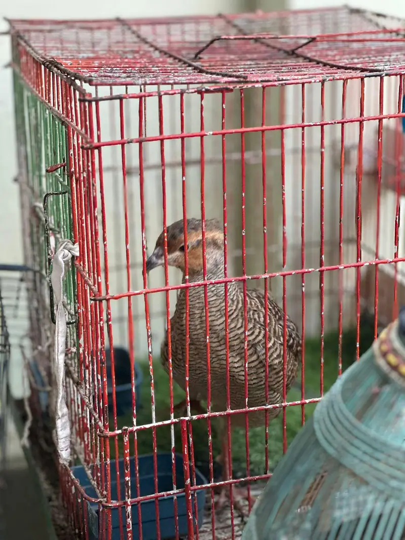 dakhani teetar for sale gher ka pala Howa