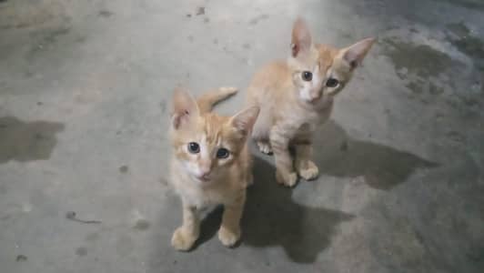 Cute Cat Babies (Mix Bread)