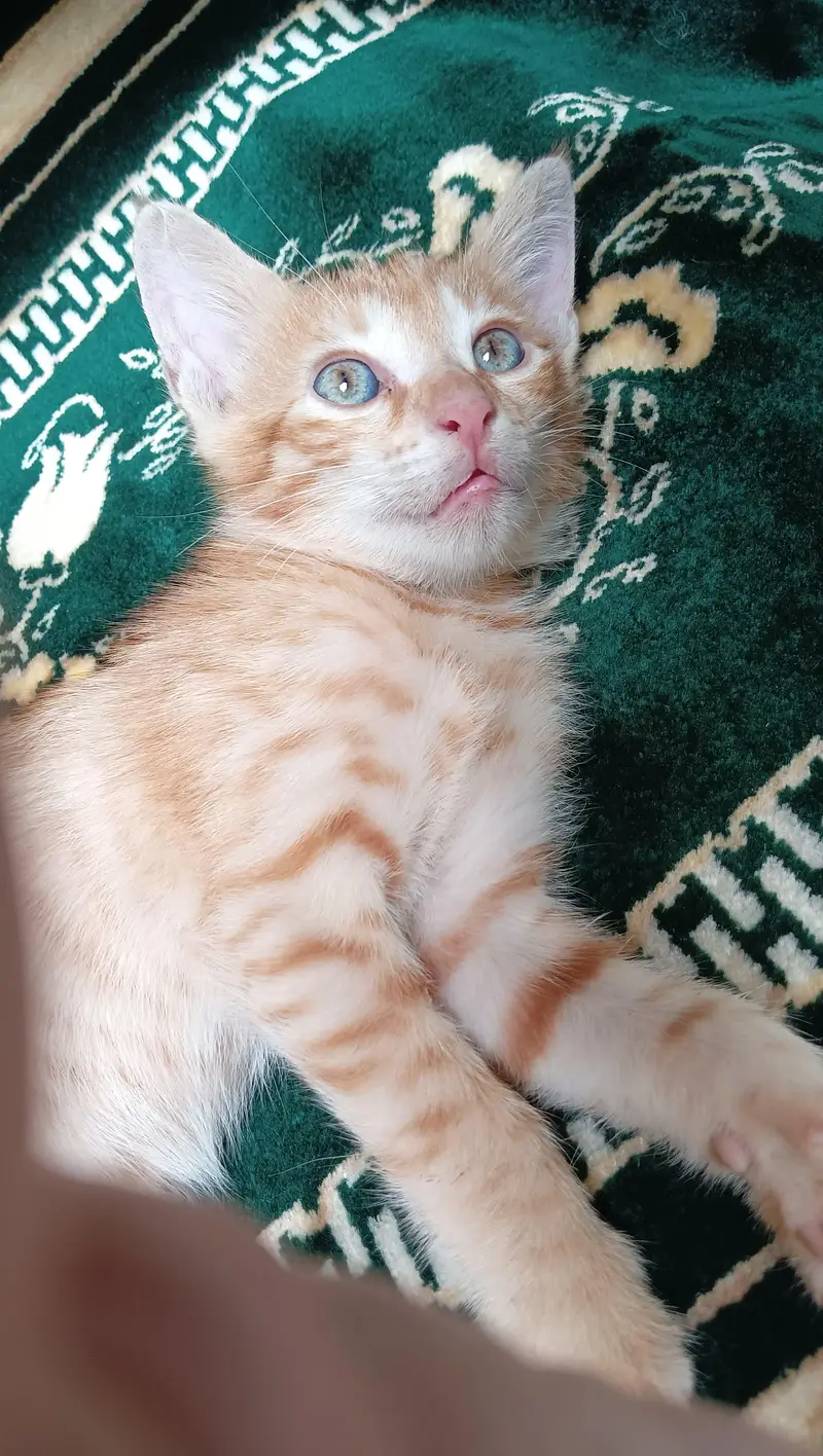 Cute Cat Babies (Mix Bread) — photo 2