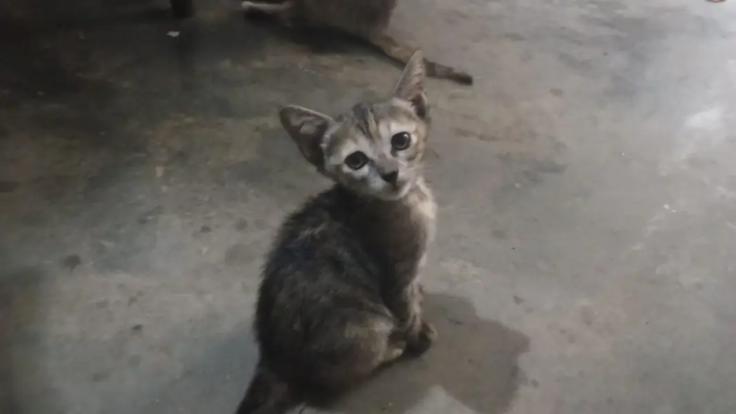 Cute Cat Babies (Mix Bread) — photo 3