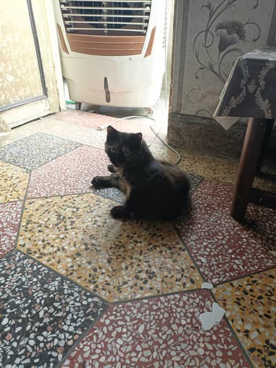 cat for sale